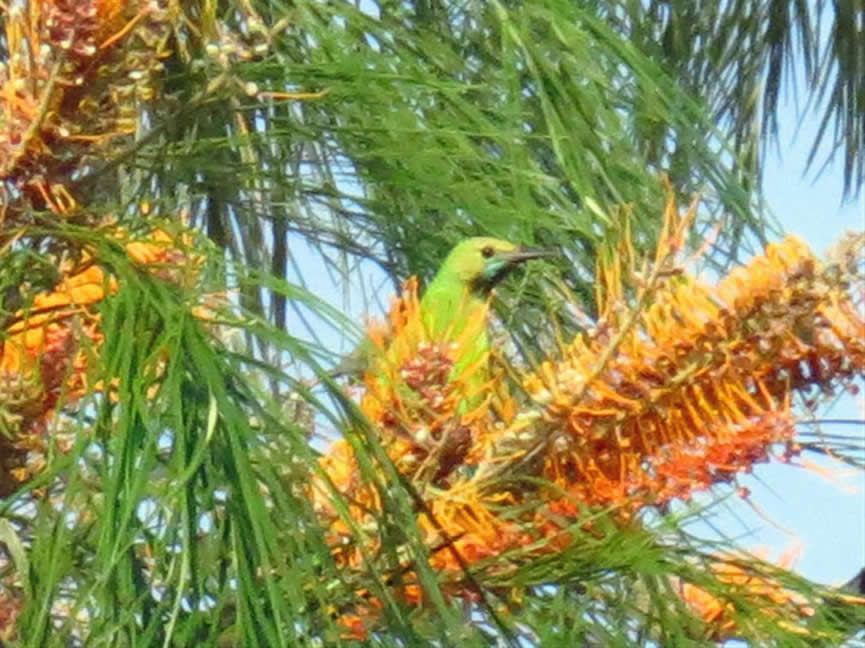 leafbird